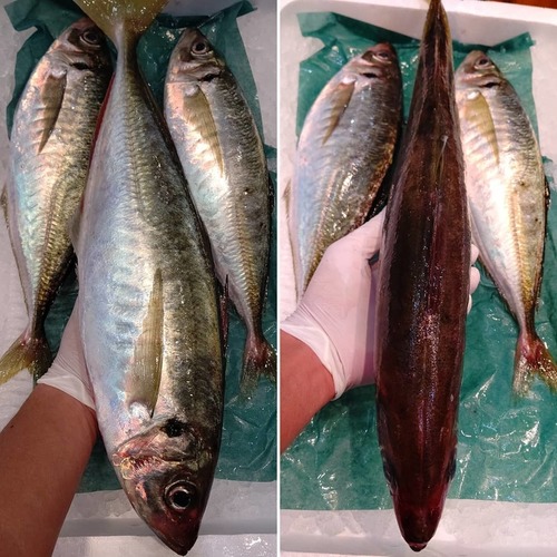 High Quality Frozen Fish and Premium Spanish Mackerel