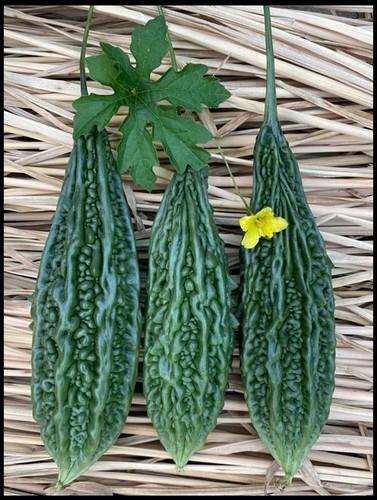 Bitter Gourd F1 Ayaan