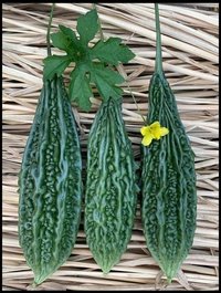 Bitter Gourd F1 Ayaan (Smooth)