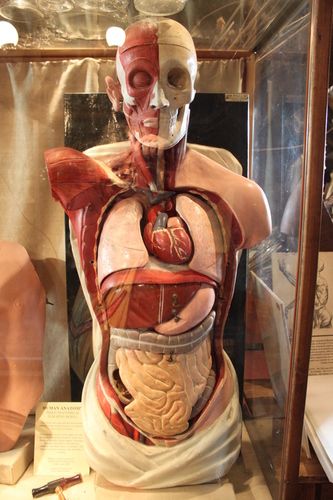 Human Anatomical Models