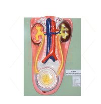 Human Kidney And Bladder