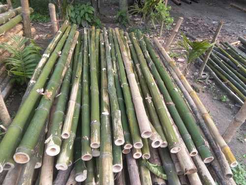 Green Bamboo Pole