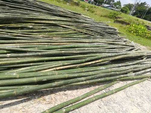 Green Bamboo Sticks