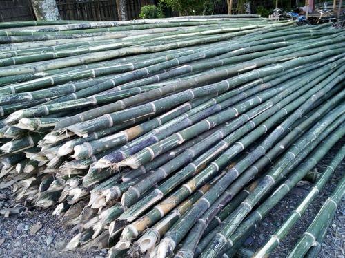Assam Bamboo