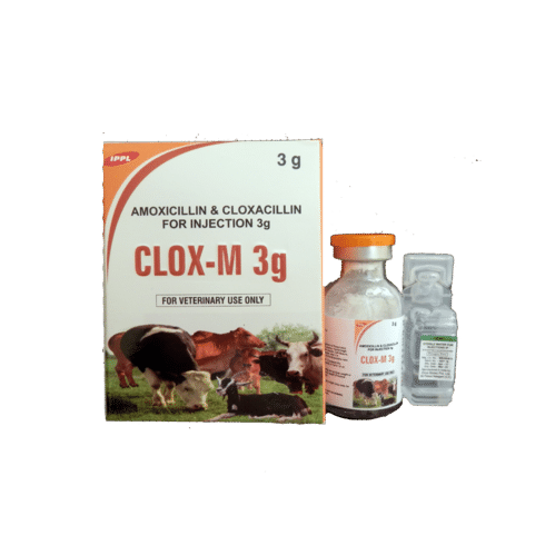 Amoxicillin With Cloxacillin For Injection