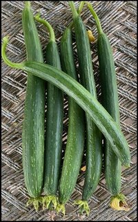 Sponge Gourd F1-RSS-1716  (Heena)