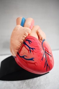 heart model