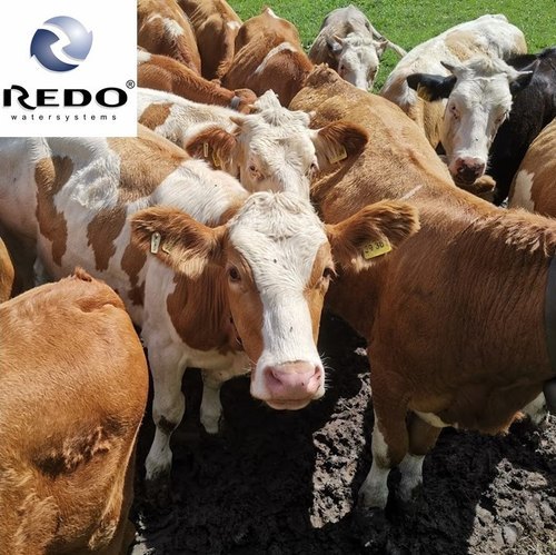 REDO Drinking Water Disinfectant for Cattle Farms (eliminate biofilms, E.coli, algae, MRSA, etc By INWASOL INDIA