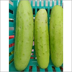 Fresh Cucumber