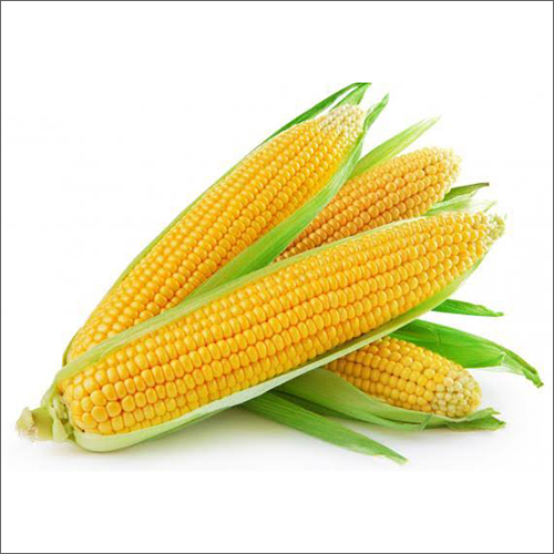 Fresh Maize Corn