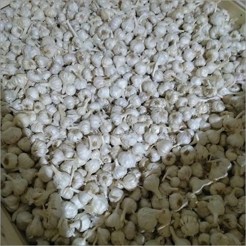 White Garlic Moisture (%): 90 -100%