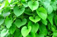 Giloy Powder