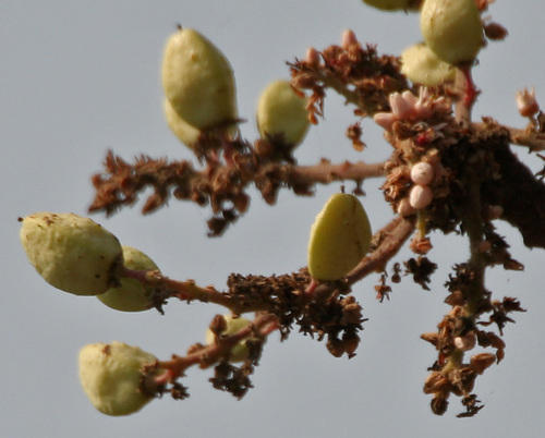 50% Boswellia Extract Powder