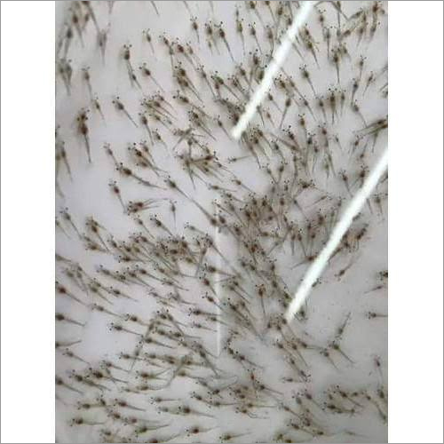 Fresh Shrimp Seed
