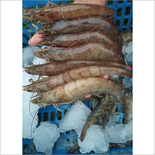 Frozen Shrimp Weight: As Per Requirement  Kilograms (Kg)
