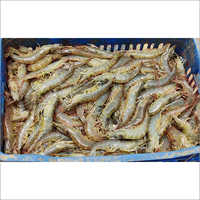 Cray Fish