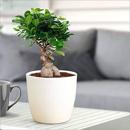 White Ceramic Bonsai Planter Pot