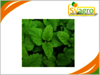 Lemon Balm Extract