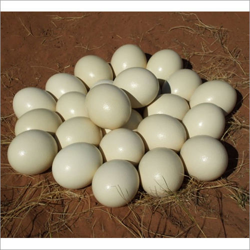 Ostrich Chick Egg