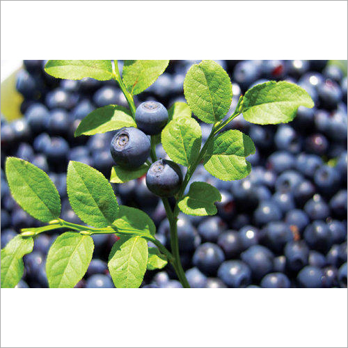 Blueberry Extract