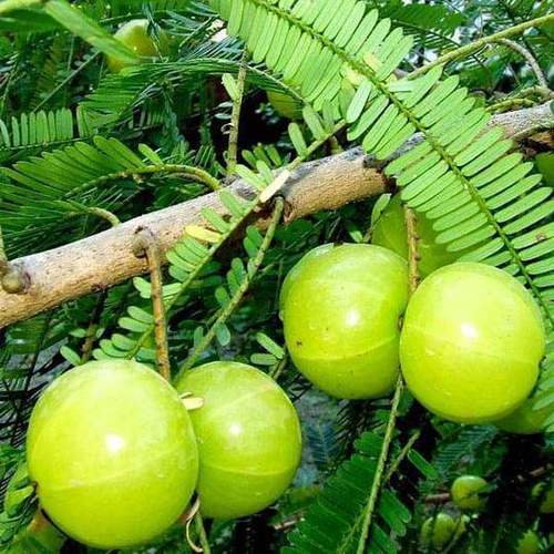 Amla Seeds