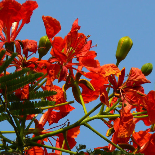 Delonix Regia Seeds By ASIAN POWER CYCLOPES