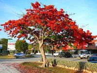 Delonix Regia Seeds