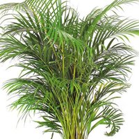Cultivated Areca Palm Seeds