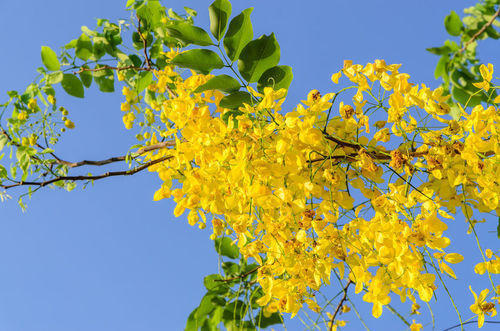 Cassia Fistula Seeds