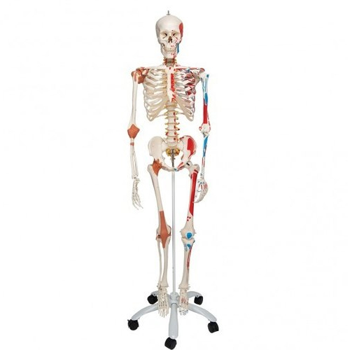 Colored Skeleton