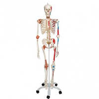 Colored Skeleton