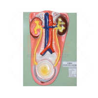Human Kidney with Bladder