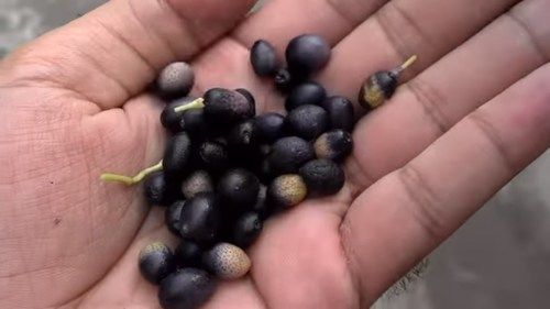 Cultivated Curry Patta Seeds