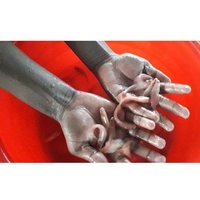 Red Pangasius Fish Seed