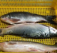 Catla Fish Seed - Fresh Premium Quality Fish Seeds Wholesale Supply for Optimal Growth