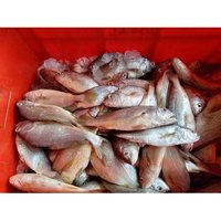 Yellow Croaker Fish - Premium Quality Fresh Seafood For Wholesale Trading | Best Quality Fish Seeds