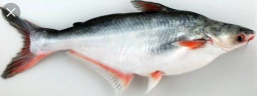 Pangasius Fish Seed