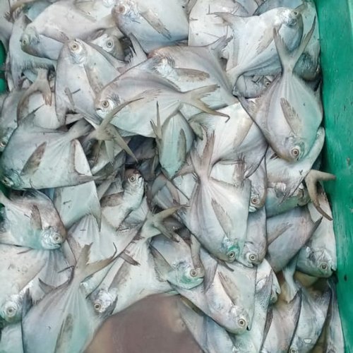 Silver Pomfret Fish By HANGZHOU WINBUILD CO., LTD.