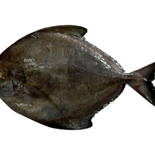 Frozen Black Pomfret Fish By HANGZHOU WINBUILD CO., LTD.