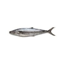 Surmai King Fish - Premium Quality Fresh Seafood | Superior Sourcing, Ideal For Wholesale Traders