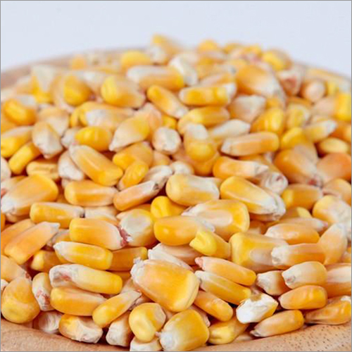 Yellow Corn
