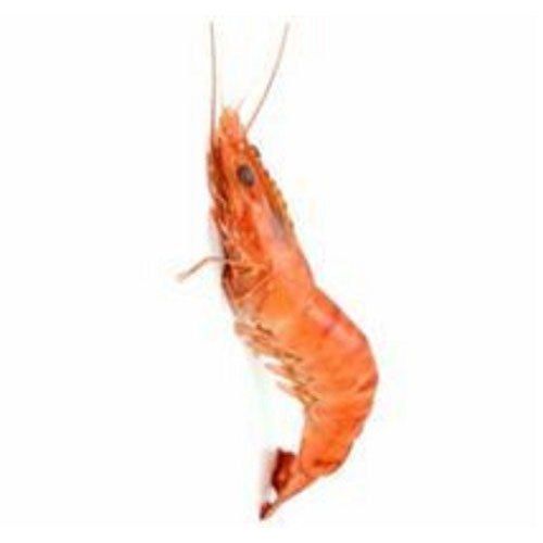 Light Red Large Shrimp Fresh Caridean Shrimp