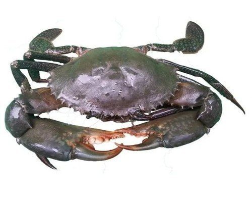 Black Live Mud Crab