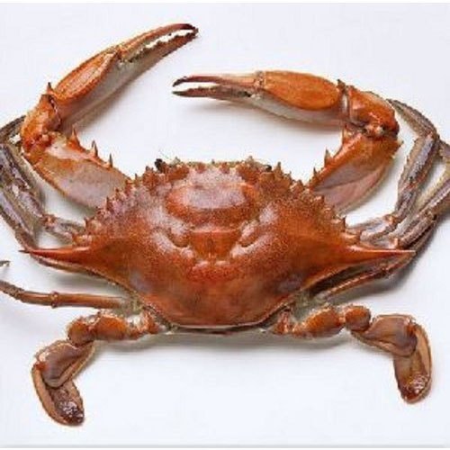 Fresh Live Crabs