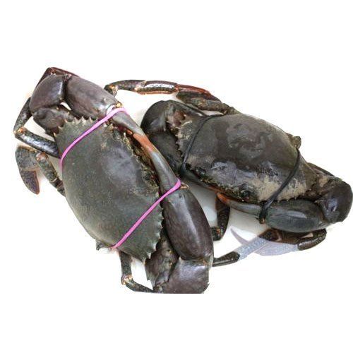 AQAI Black Mud Crab Seed