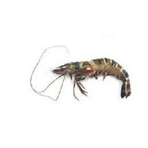 Tiger Prawns Fish