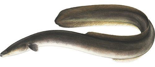 Qezla Black Eel Fish