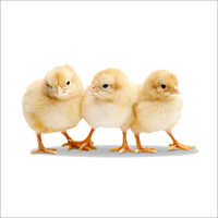 Baby Chicks
