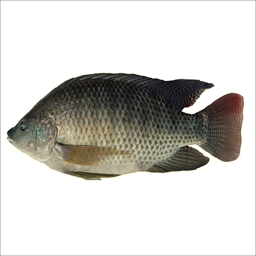Nile Tilapia Fish