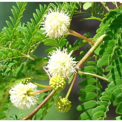 Leucaena Leucocephalia Seeds